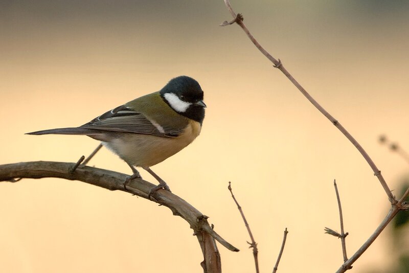 Titmouse on a branch