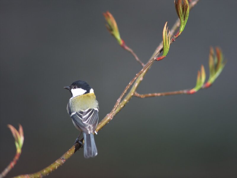 Titmouse on a branch