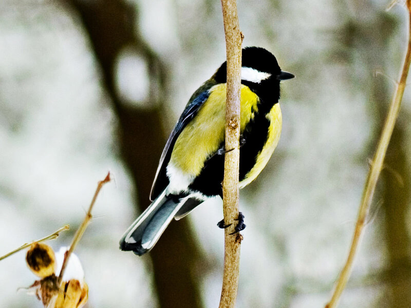 Titmouse on a branch