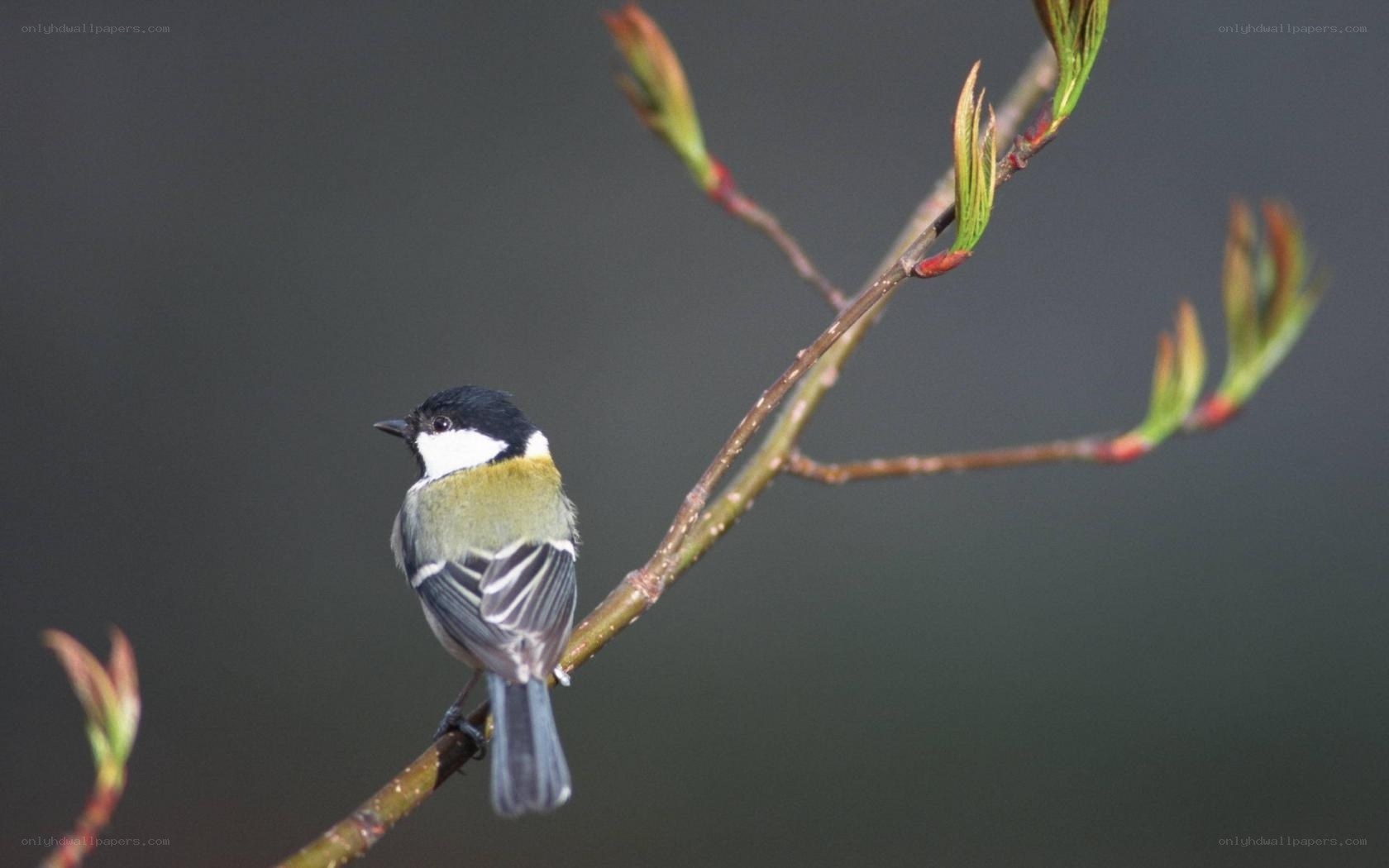 Titmouse on a branch