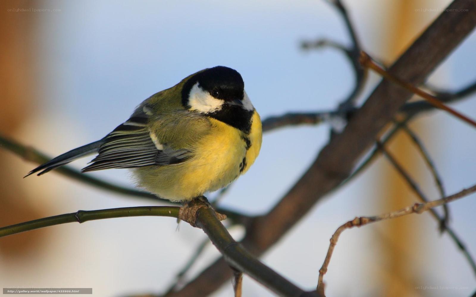 Titmouse on a branch