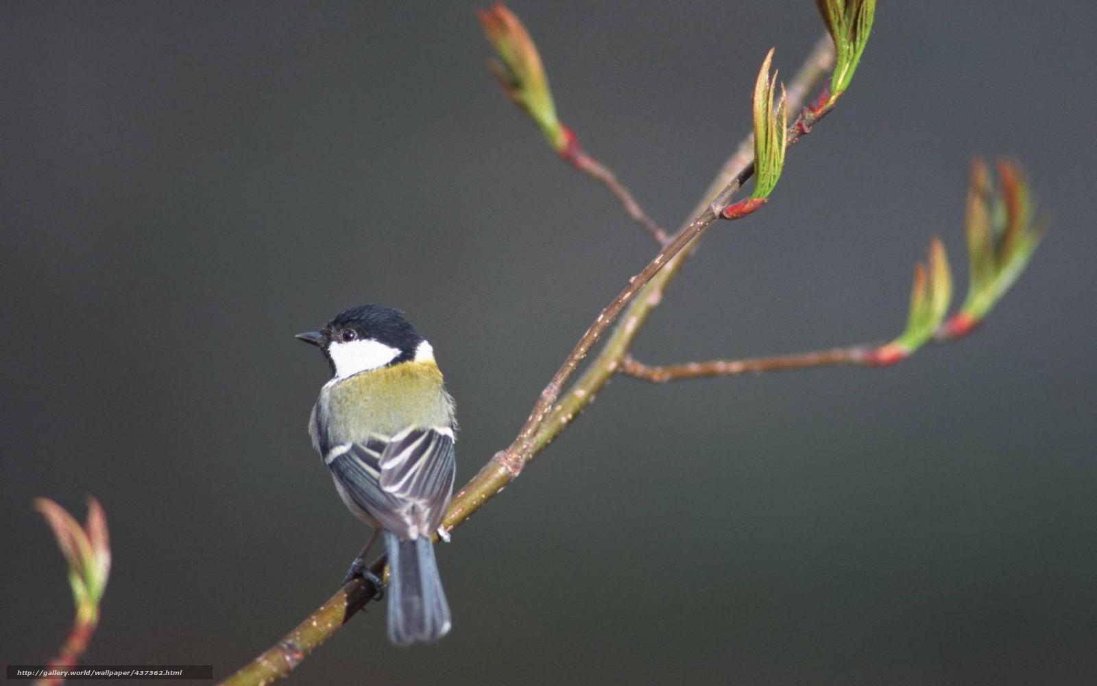 Titmouse on a branch
