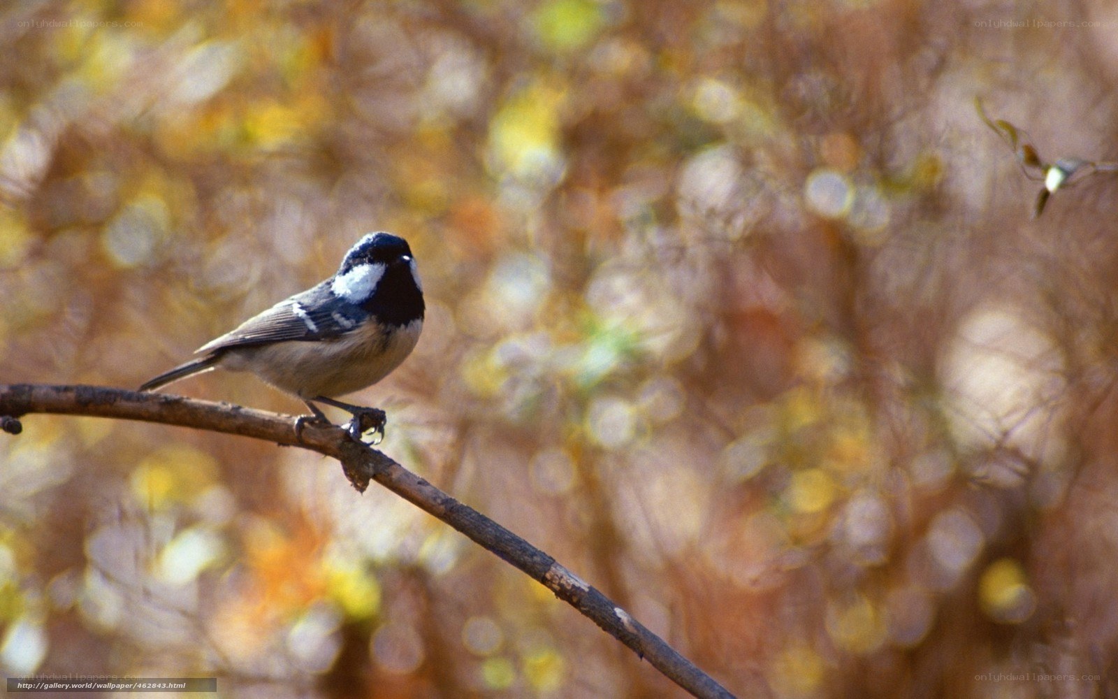 Titmouse on a branch