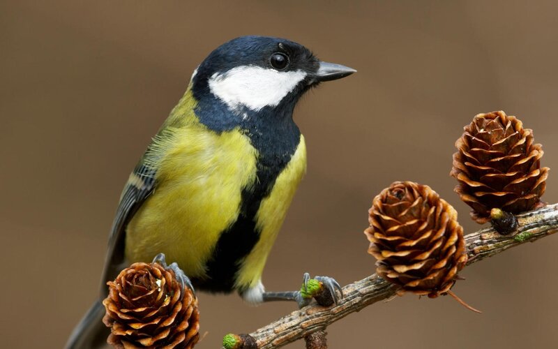 titmouse on a branch