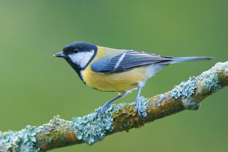 Titmouse on a lichen-covered branch