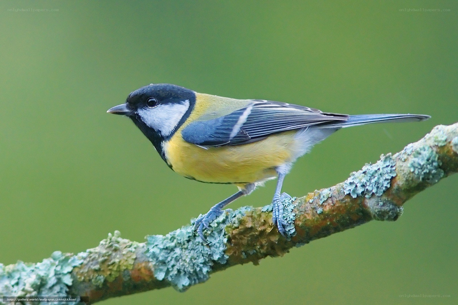 Titmouse on a lichen-covered branch