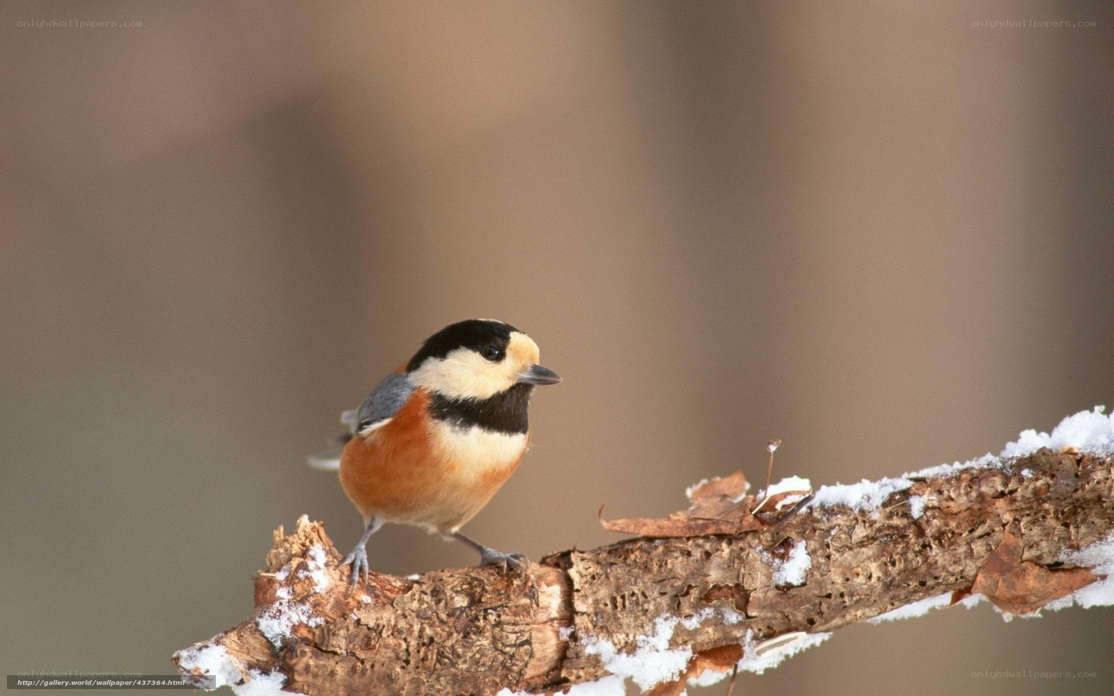 Titmouse on a snowy branch