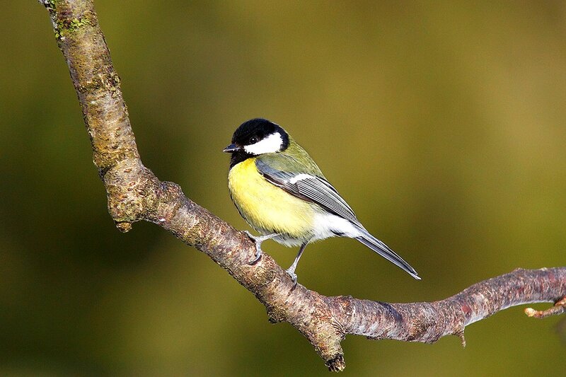 Titmouse on a tree branch
