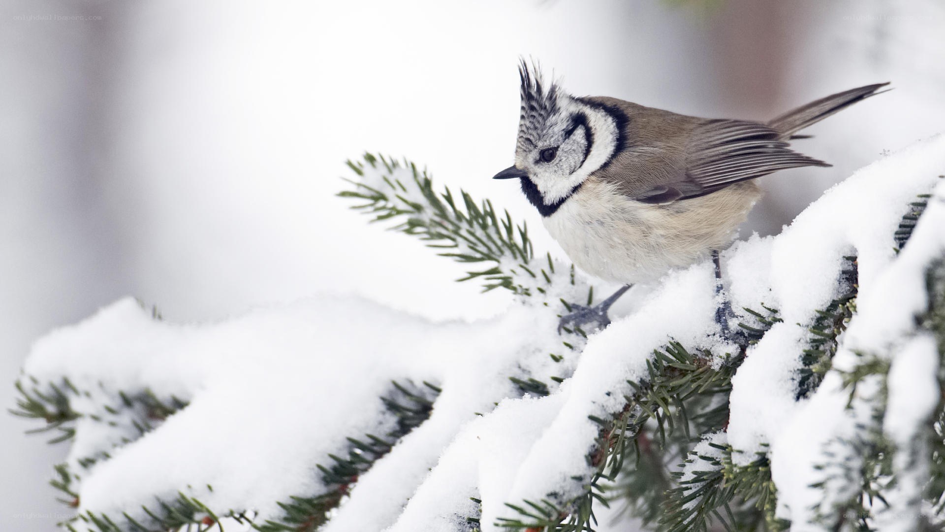 Titmouse on snowy branch