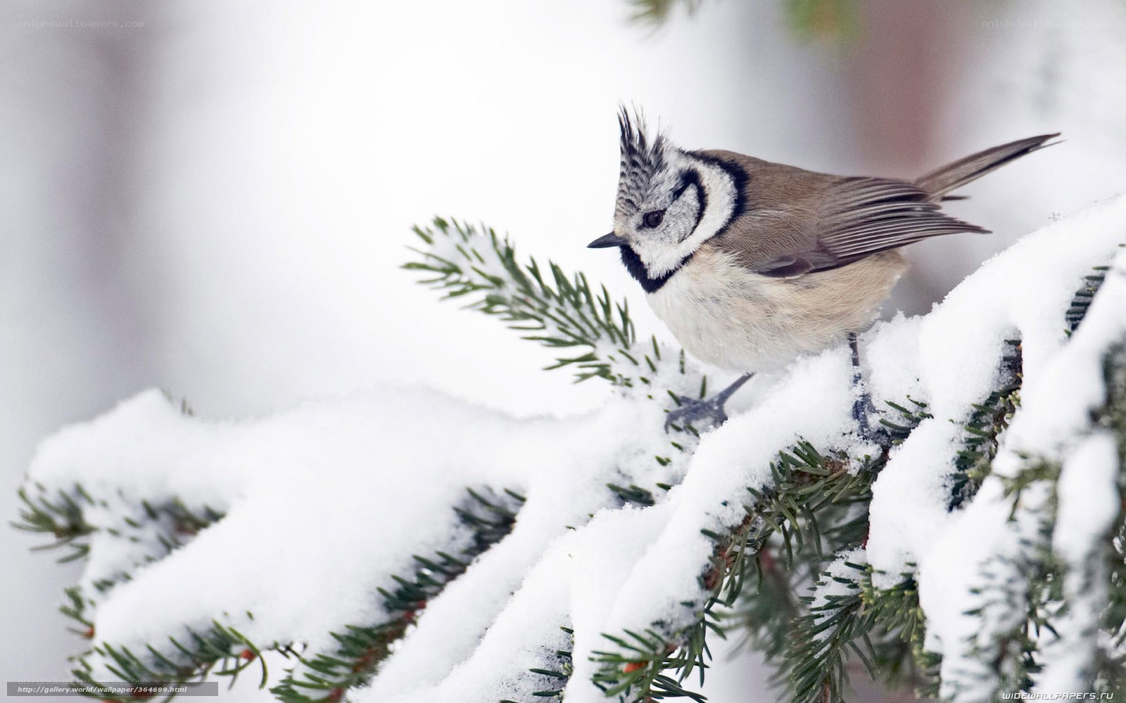 Titmouse on snowy branch