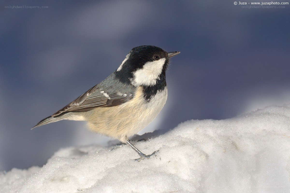 titmouse on snowy ground