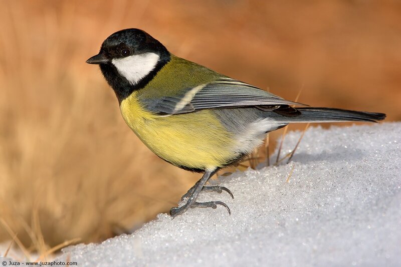 Titmouse on snowy ground