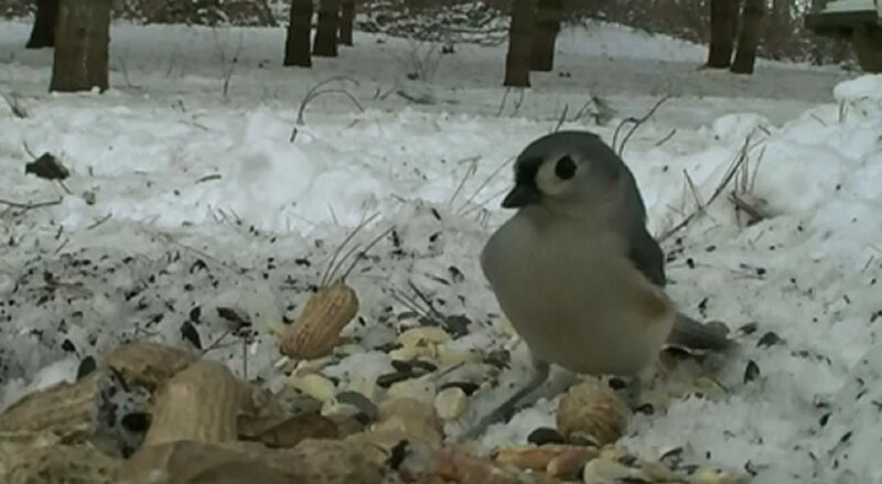 Titmouse on Snowy Ground — White