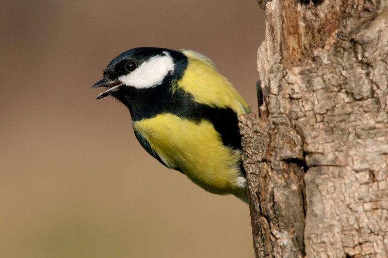 Titmouse on tree trunk