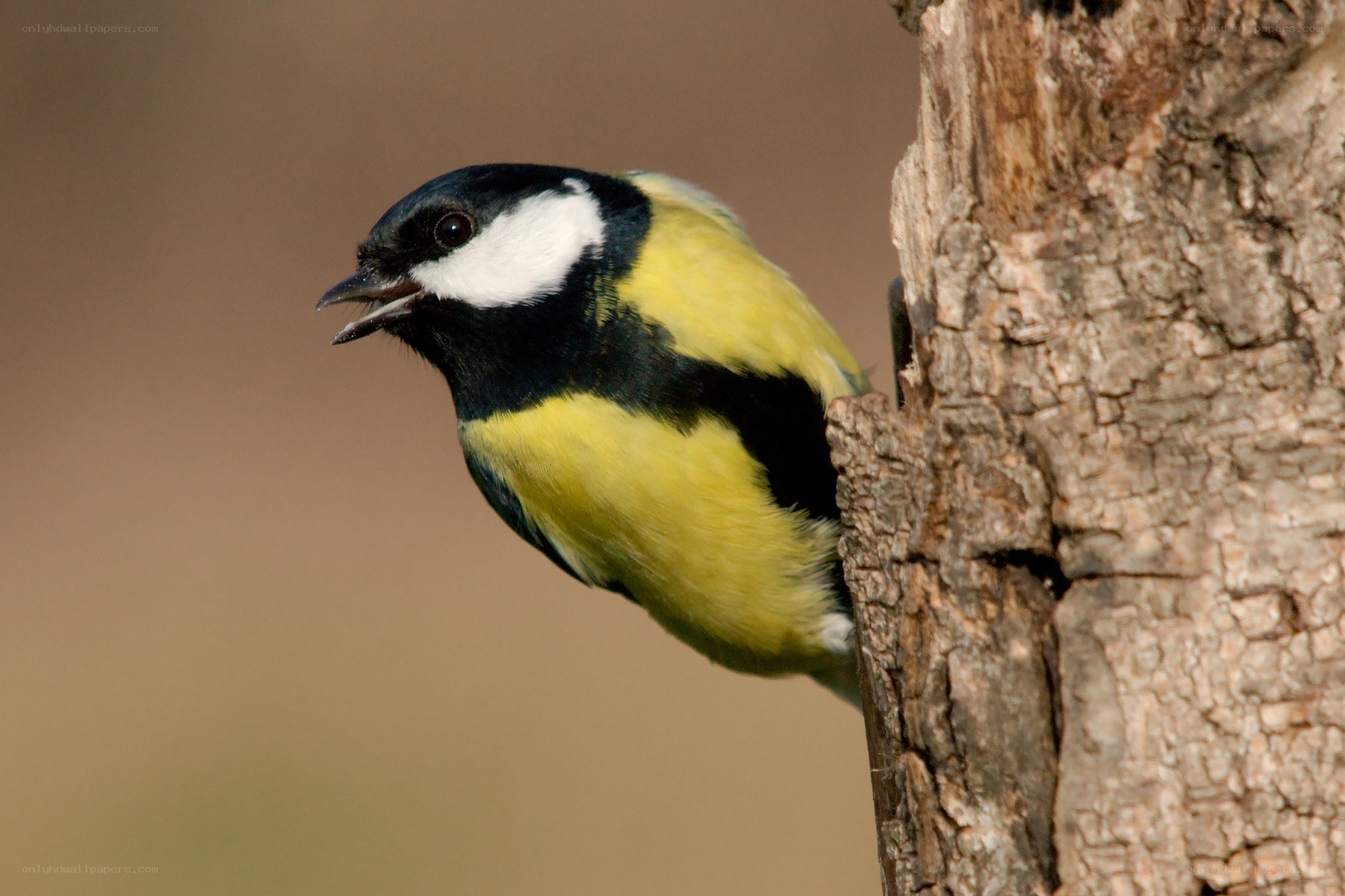 Titmouse on tree trunk