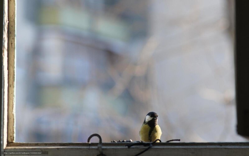 Titmouse on Windowsill — Yellow, Calm