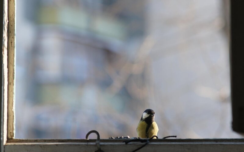 Titmouse on Windowsill — Yellow