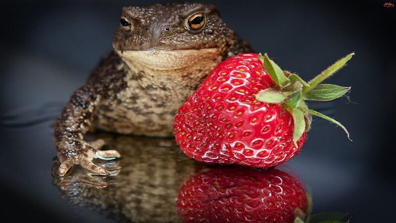 Toad and Strawberry