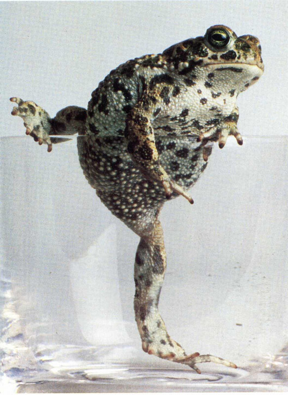 toad in a glass container
