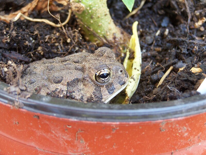 Toad in a Pot