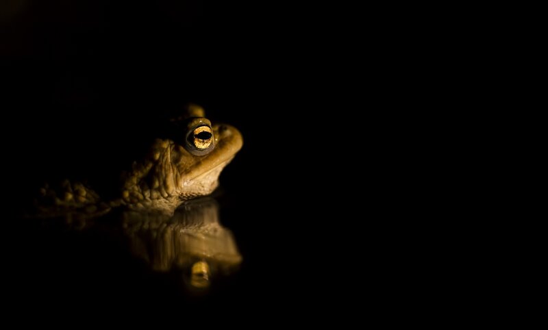 Toad in Dark Water