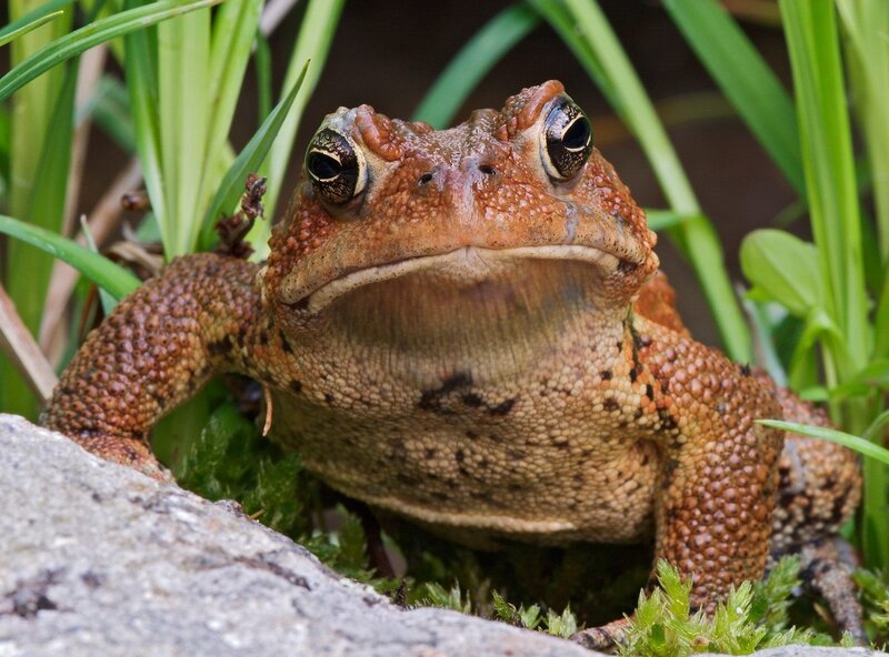 Toad in Grass — Green, Natural
