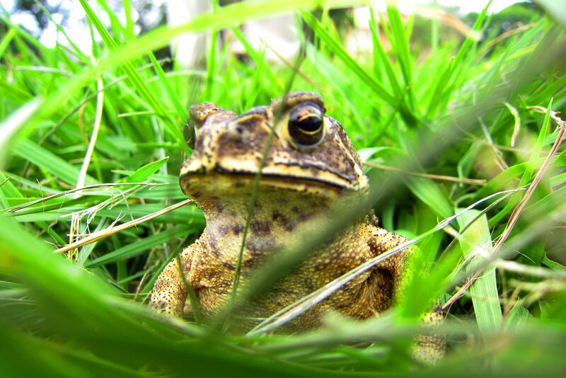 Toad in Grass — Green