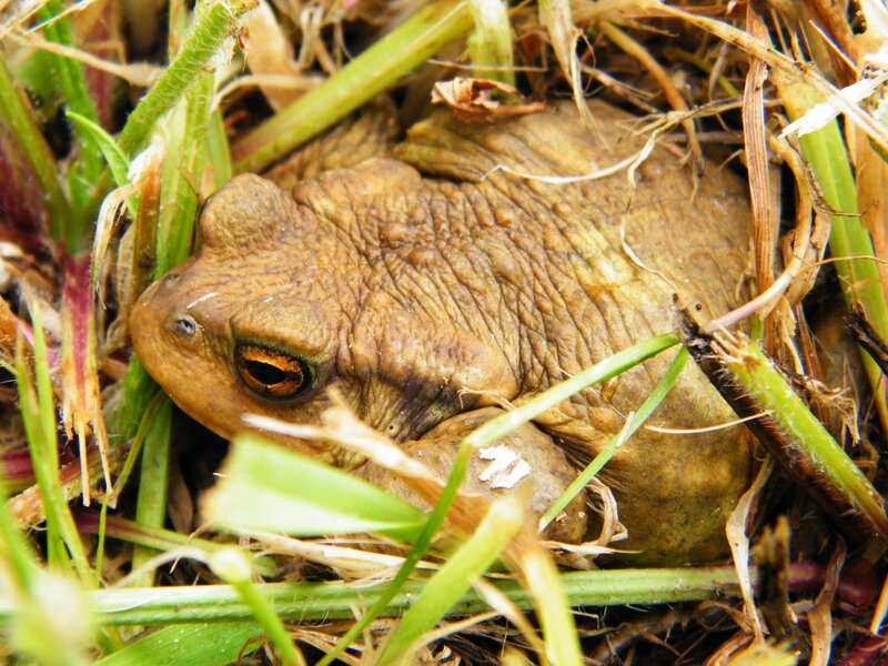 toad in grass