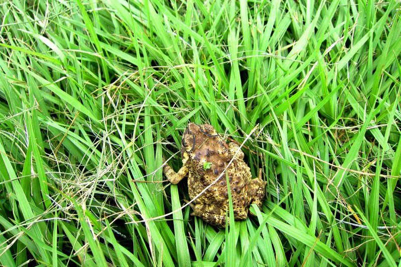 Toad in Green Grass — Natural