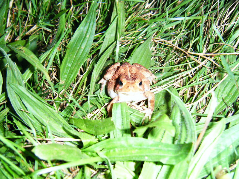toad in green grass