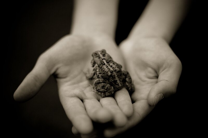 Toad in Hands