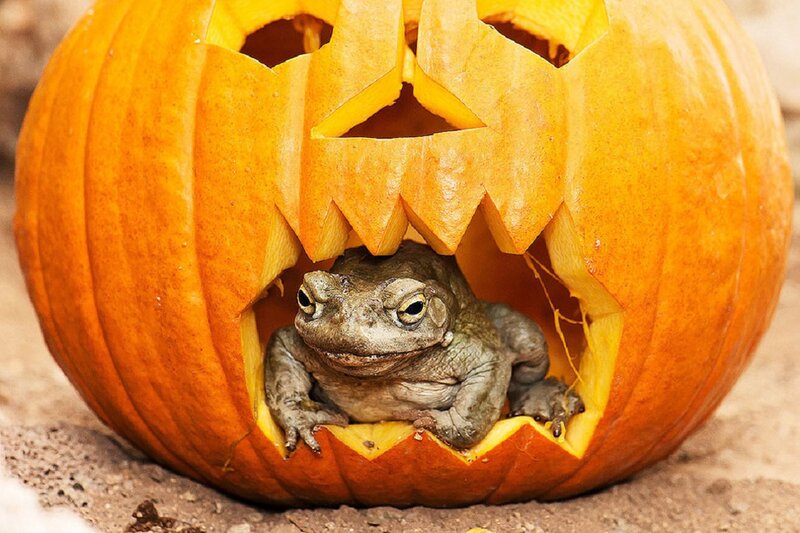 Toad in Pumpkin