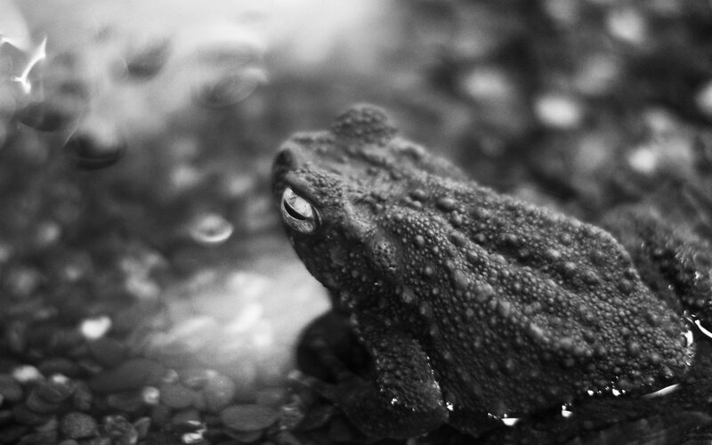 toad in shallow water
