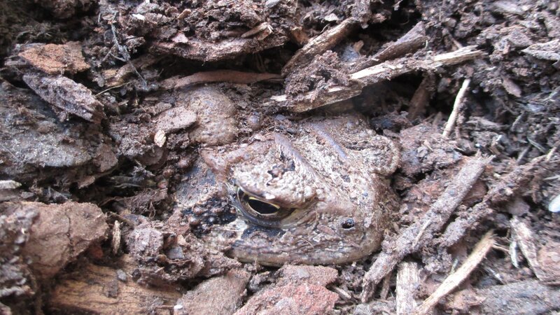 Toad in Soil