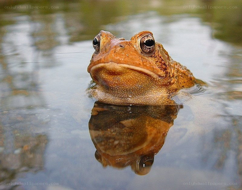 toad in the water
