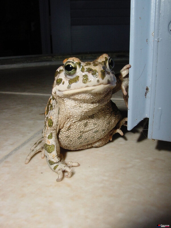toad near a door