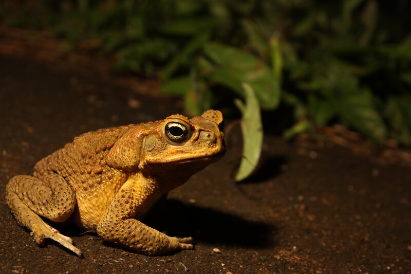 toad on a dark path