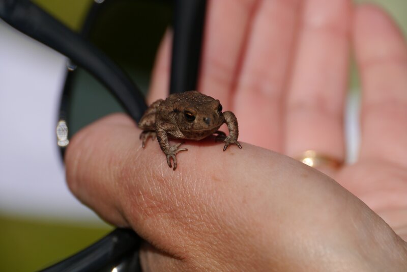toad on a hand