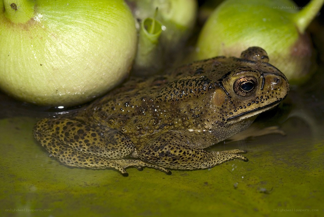 toad on a lily pad