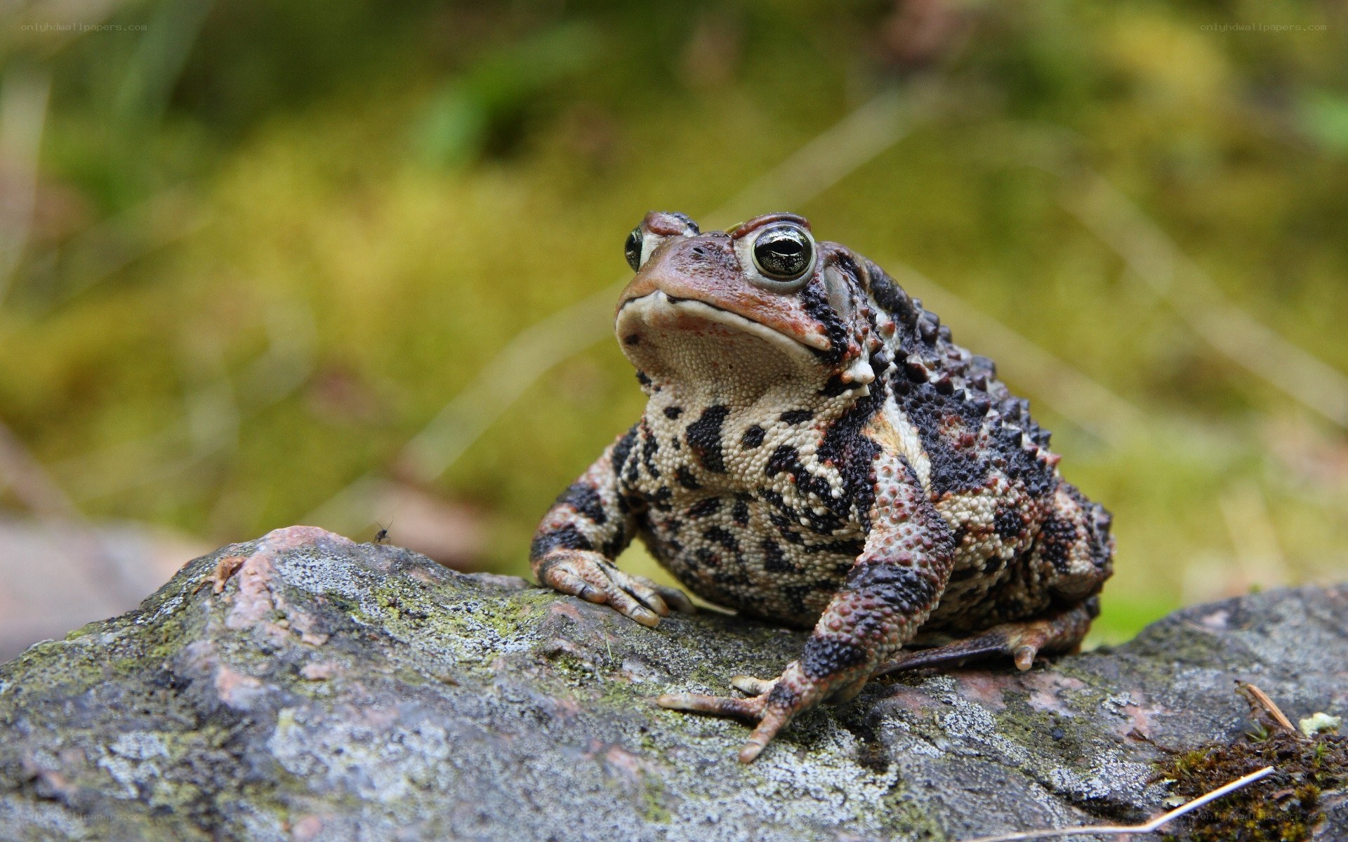 toad on a mossy rock
