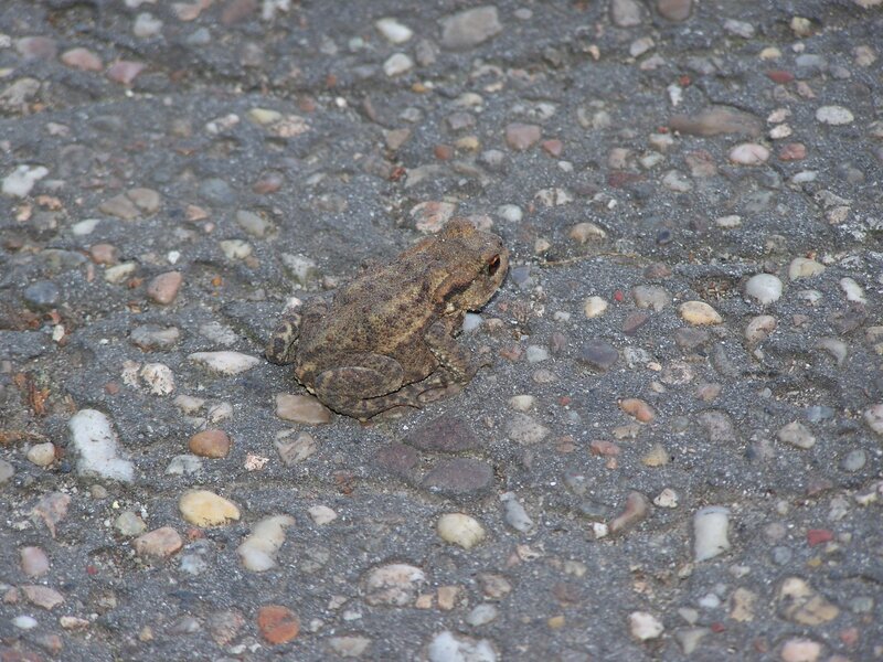 toad on a paved surface