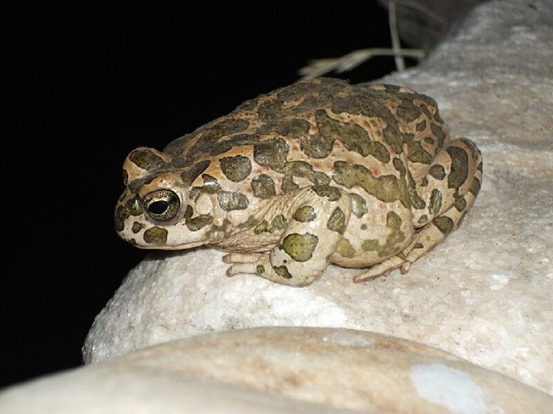 Toad on a Rock — Brown, Calm, Night