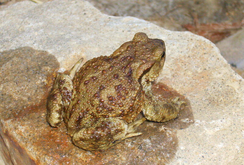 Toad on a Rock — Brown, Calm