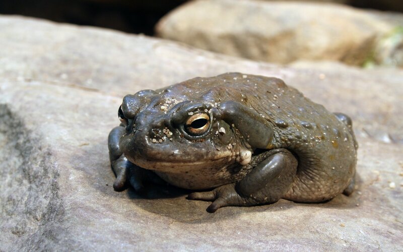Toad on a Rock — Gray, Calm