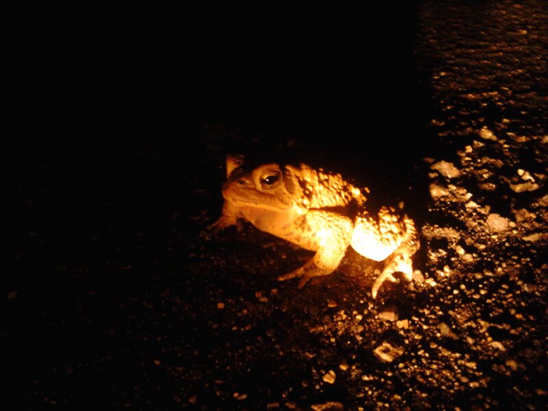 Toad on Asphalt