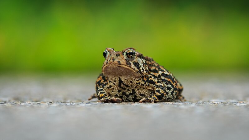 Toad on Concrete