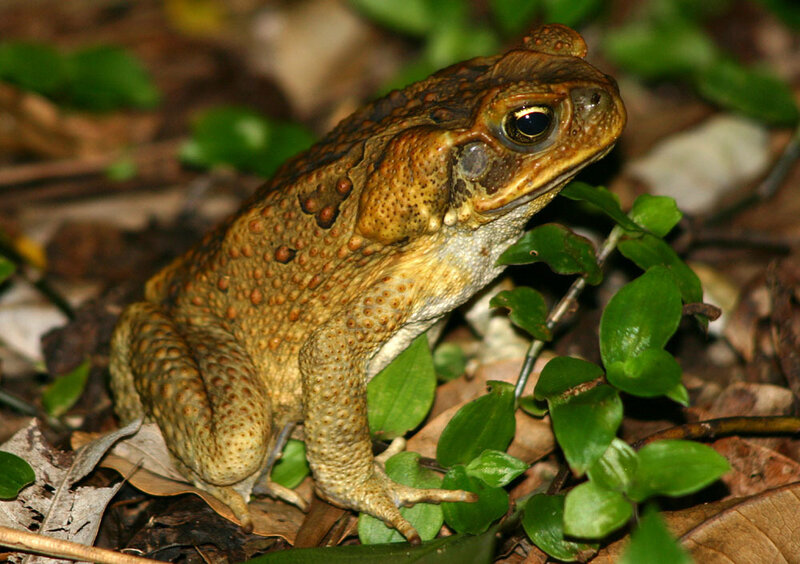 toad on forest floor