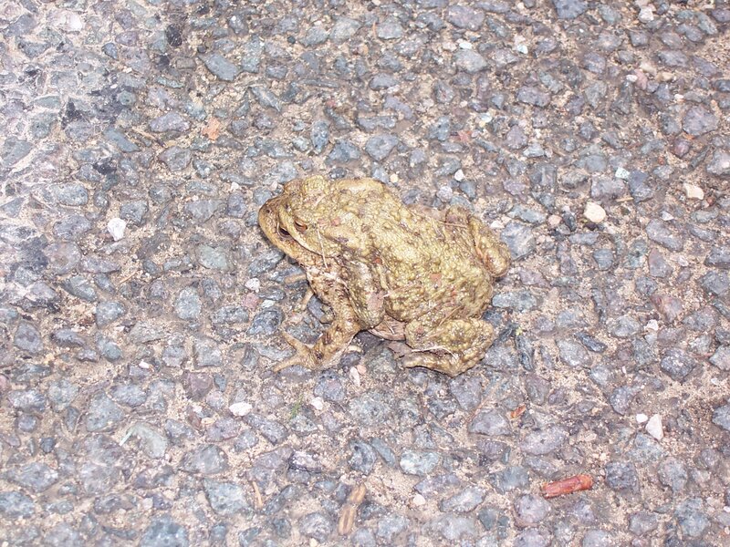 Toad on Gravel