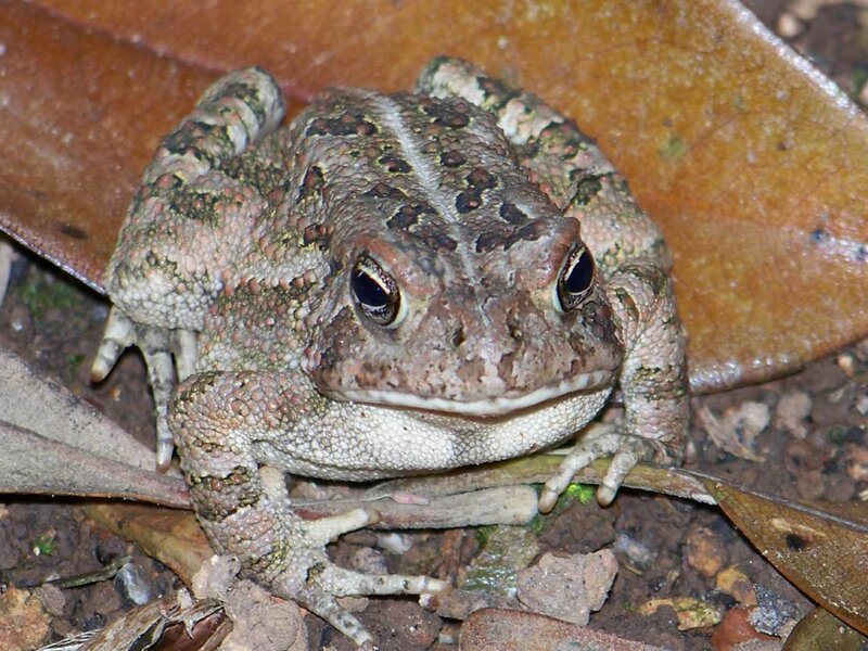 Toad on Leaf Litter