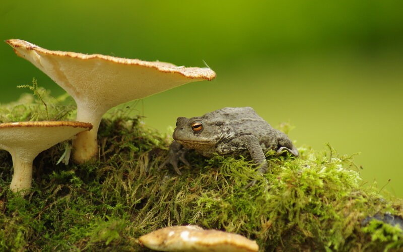 Toad on Mossy Log